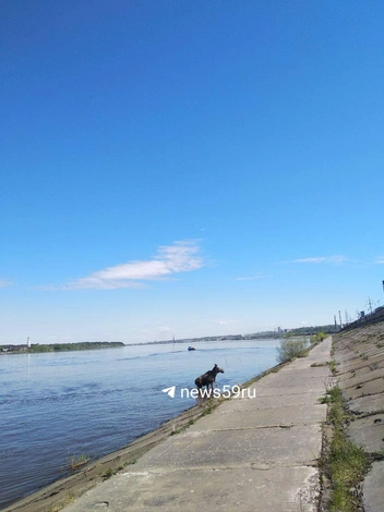 Лось пытался выйти на бетонку в Мотовилихе | Источник: Читатель 59.RU