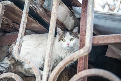 Forgotten Hearts Shelter: From Rescue to Death Trap