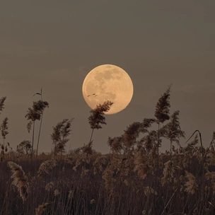 Полнолуние в Овне 7 октября: чья жизнь кардинально изменится в это особенное время