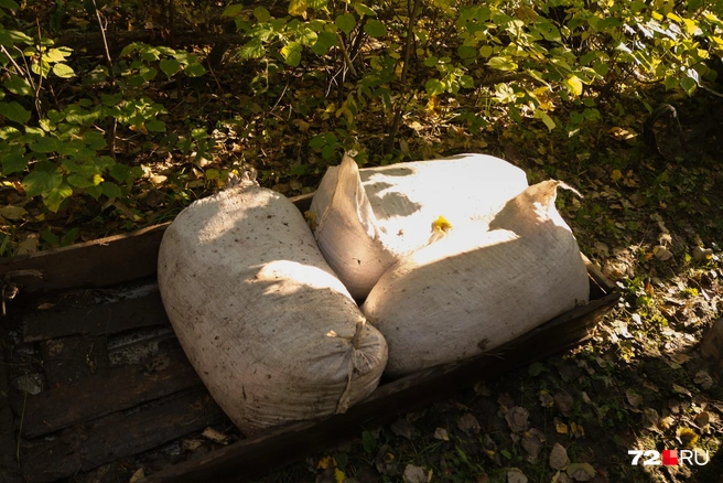 Жители помогают друг другу. Если у кого-то есть транспорт, тот предлагает приятелю увезти клюкву до села | Источник: Анастасия Малышкина / 72.RU