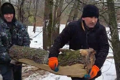 «Подпиливали деревья и убегали»: в Битцевском лесу вырубают деревья