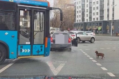В Новосибирске ищут таксу, бежавшую за машиной
