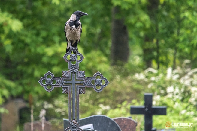 Памятник обычно устанавливают позже, когда почва «усядется» | Источник: Михаил Огнев / FONTANKA.RU