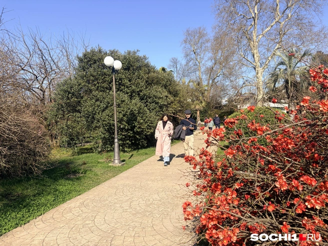 В парке множество тропинок | Источник: Анна Грицевич / SOCHI1.RU