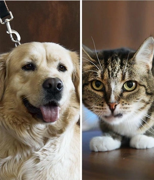 Котопёс недели: возьмите из приюта дружную собаку Софу или уютную кошку Тусю