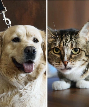 Котопёс недели: возьмите из приюта дружную собаку Софу или уютную кошку Тусю