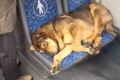 Саратовцев умилил пес в автобусе