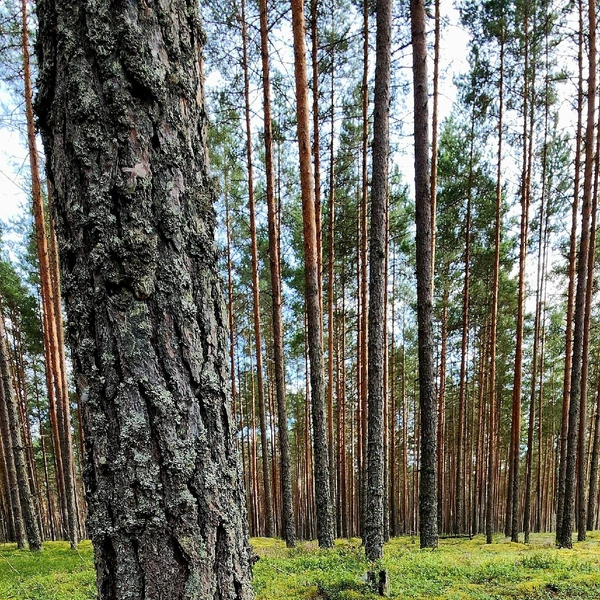 Источник: Грибы и Грибники СПб / ВКонтакте