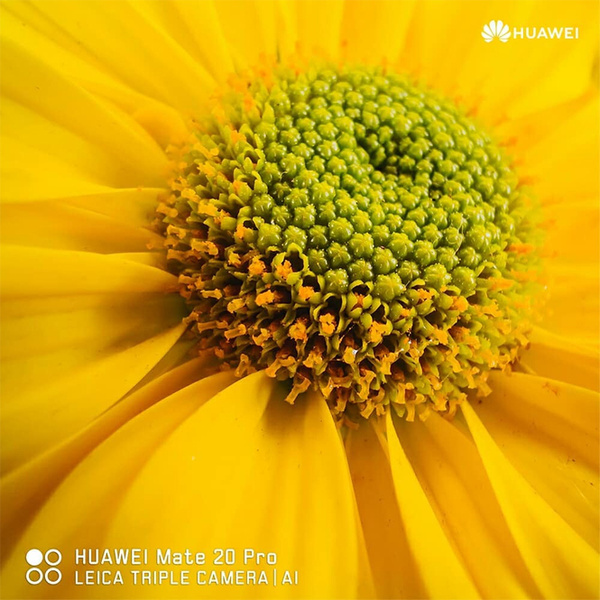 10 потрясающих фото, снятых на смартфон Huawei Mate 20 Pro