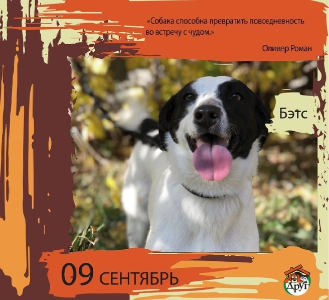 Готова дружить! | Источник: приют «Друг»