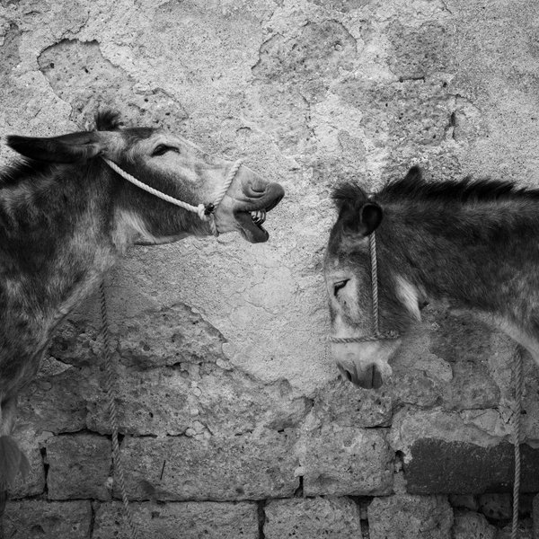 Источник: Sara Sterpa / International Photography Awards 2025