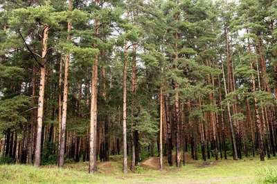 Лесовосстановление в Рязанской области займет более 247 гектаров