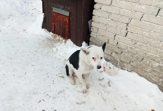  У Энапа есть красивая теплая будка | Источник: пресс-служба Минздрава Новосибирской области