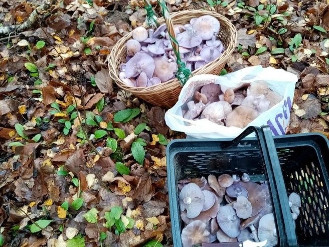 Улов из Домодедовского района  | Источник: Елена Сладкова / Грибы в Подмосковье 2025 / VK.com