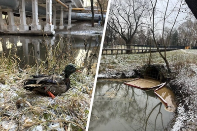 Загрязнение Яузы мазутом привело к гибели уток