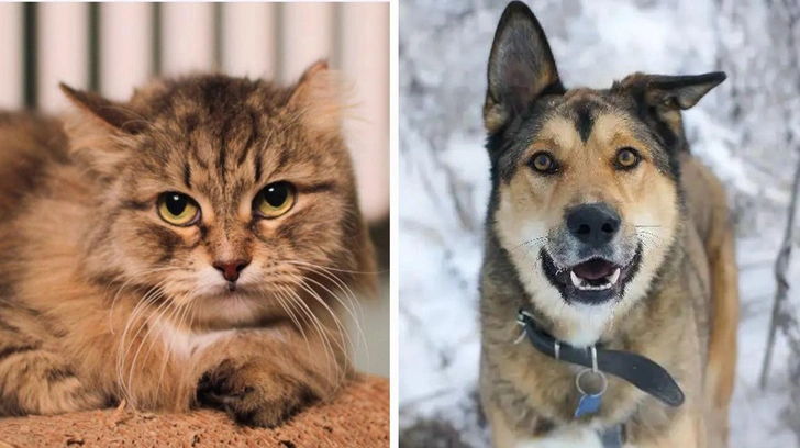 Котопёс недели: возьмите из приюта нежного пса Троя или шикарную кошку Брэду | Источник: приют «Печатники»; приют «Щербинка»