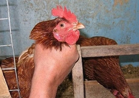 Рязанец, укравший кур, сядет на 2,5 года | ya62.ru