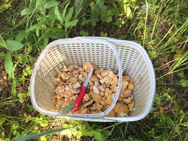 Грибники жалуются, что погода и черви испортили урожай  | Источник: Дары лесов Урала. Грибы Екатеринбурга и Свердловской области / Vk.com