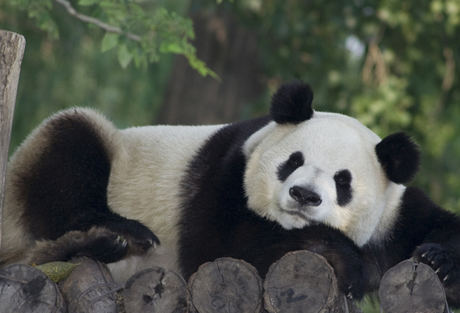 Самые милые животные фото