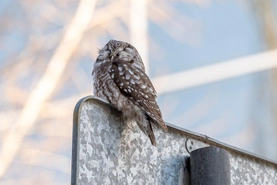 Сыч уснул у редакции 59.RU: советы орнитолога