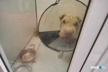 На улицу часто попадают породистые животные с проблемами со здоровьем | Источник: Александр Ощепков / NGS.RU