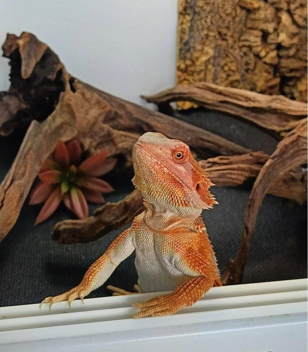 Знакомьтесь, Лора&nbsp;— можно просто Ло | Источник: читатель 63.RU 