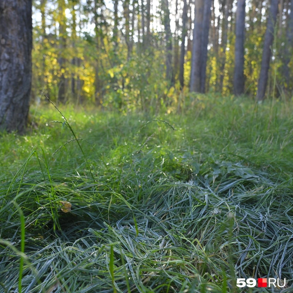 Вполне подходящее место для фотосессии в стиле историй про Винни-Пуха и его друзей | Источник: Антон Вотяков / 59.RU