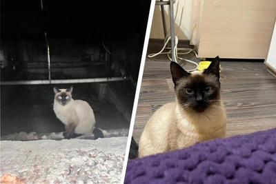 Arkhangelsk residents rescue Thai-colored cat from basement