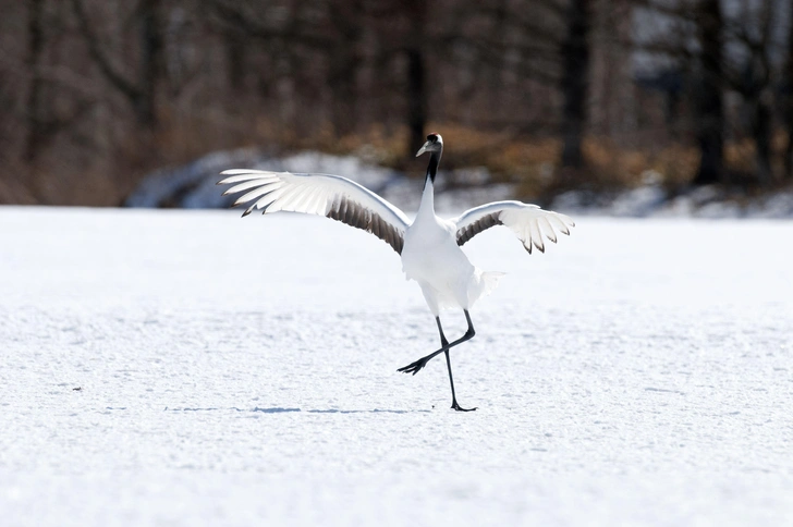 Японский (он же маньчжурский или уссурийский) журавль «танцует» на заснеженном поле, архивное фото | Источник: AUSLOOS Henry / hemis.fr/Legion Media