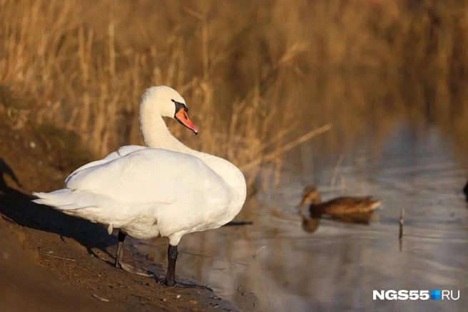 Лебедь и утки покинут Омск в ноябре | Источник: Евгений Софийчук / NGS55.RU