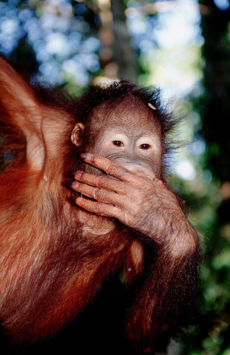 В семье не без примата: как живут орангутаны — обезьяны с человеческими способностями