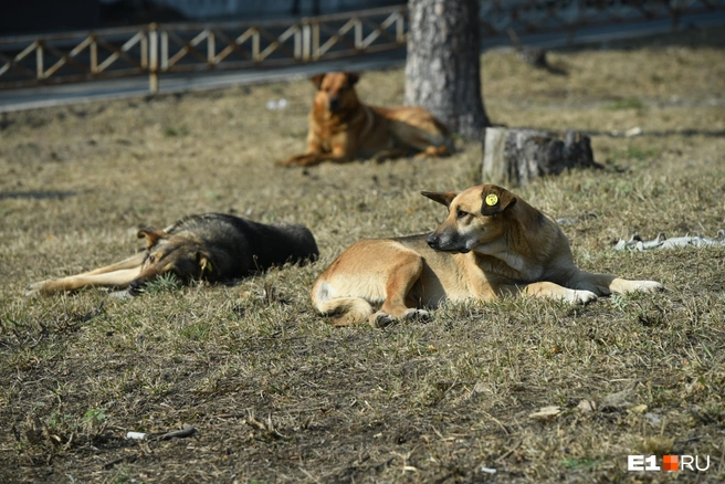 В Стерлитамаке кусаются уличные собаки | Источник: Артём Устюжанин / E1.RU