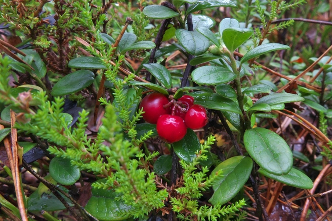 Источник: Андрей Сластенко / «Грибники Подмосковья» / vk.com