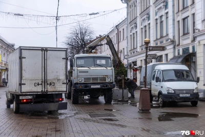 Живые елки в бетонных кольцах появились в центре Ярославля