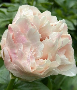 Свой сад: топ-5 премиальных сортов пионов