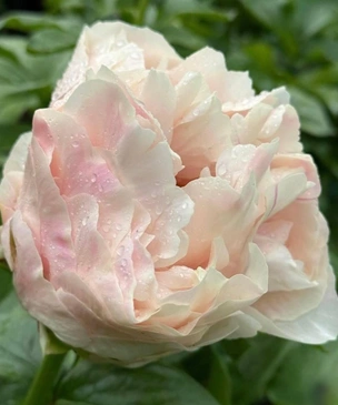 Свой сад: топ-5 премиальных сортов пионов