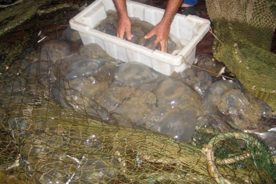 Соленость Дона растёт: появятся ли в реке медузы?