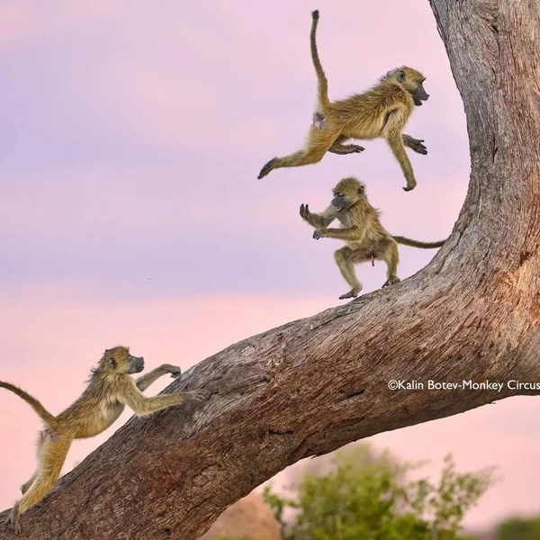Источник: Nikon Comedy Wildlife Awards