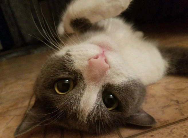 Источник: Ideardarii / T.me