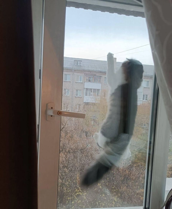 Котик не хотел работать шестидневку и попытался сбежать | Источник: читатель 63.RU