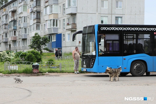 «ПАТП-8» занимается перевозками пассажиров на территории Омска | Источник: Александр Румянцев / NGS55.RU