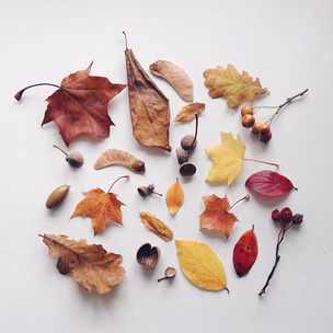 Тест: Умеешь ли ты различать осенние листья?