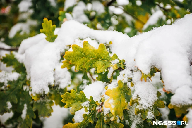 Холод пришел в регион в конце сентября | Источник: Кирилл Башинский / NGS55.RU