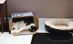 Почему кошки постоянно залезают в коробки?