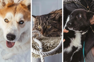 Четыре собаки и кот из Ярославля ищут новый дом