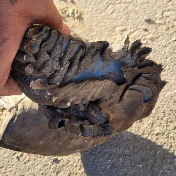 Редкий сросшийся зуб мамонта | Источник: Avito.ru / yakutsk