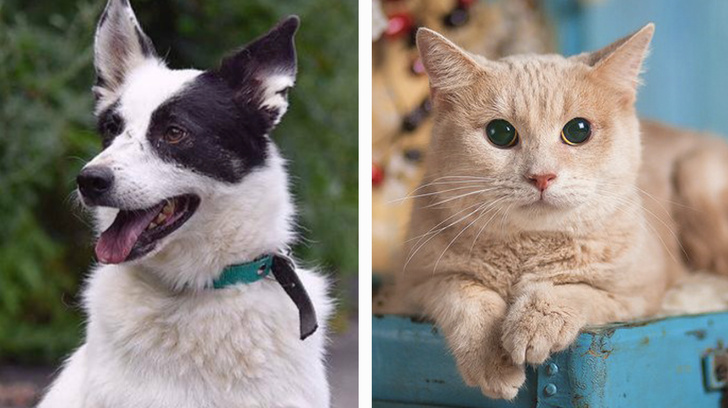 Котопёс недели: возьми из приюта особенного кота Айриш и улыбчивого пса Рокки