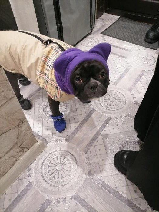 Самое главное в холодную погоду держать голову и уши в тепле | Источник: читатель НГС