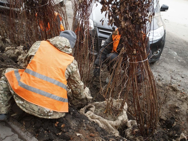 Озеленение осуществлено 23 октября. | Источник: Андрей Бортко, NGS.RU