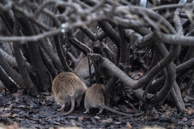 В Архангельске усиливают борьбу с грызунами